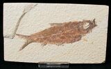 Bargain Knightia Fossil Fish - Wyoming #15631-1
